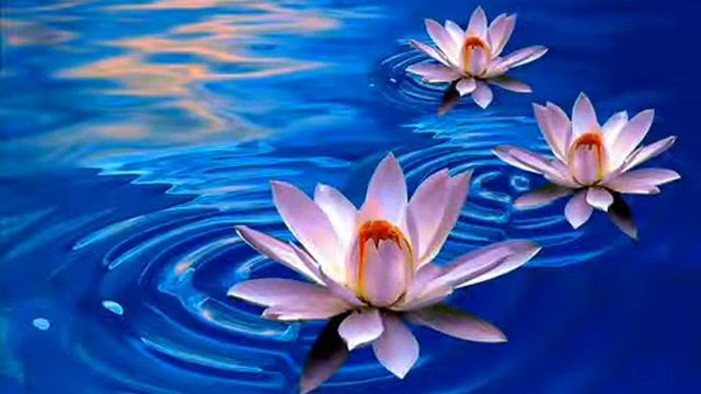 videoplayback смотреть онлайн