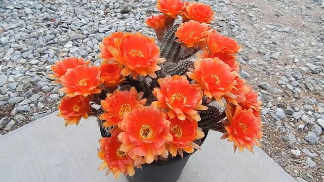 AMAZING SPRING CACTUS BLOOMS OF RED ORANGE AND YELLOW MEXICO CACTI смотреть онлайн