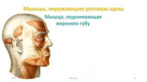 Мышцы головы: мимические, жевательные