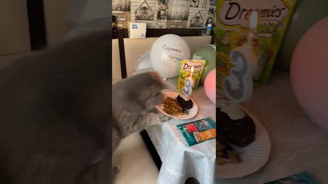 Пуше 3 годика
