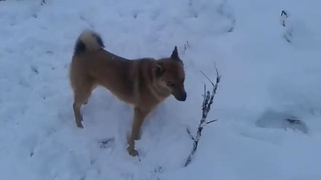 Карелофинская лайка смотреть онлайн