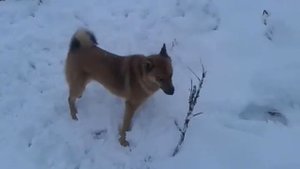 Карелофинская лайка