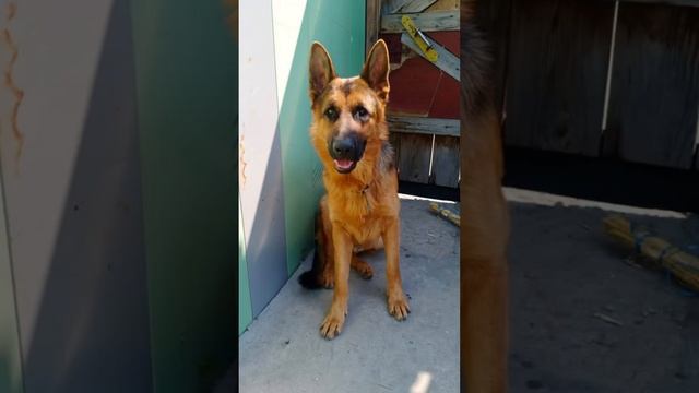 НАШИМ ЩЕНКАМ ИСПОЛНИЛСЯ 1 ГОДИК смотреть онлайн