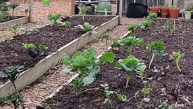 Winter Garden Projects Update and Starting Salpiglossis Flowers смотреть онлайн