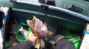 ВЕСЕННЯЯ  щука