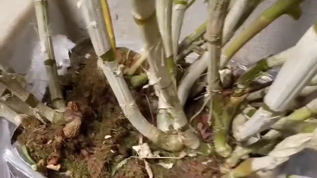 Beautiful indoor flower || orchid plants смотреть онлайн