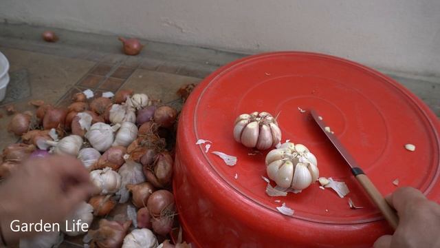 Garden Life - How to Grow Onions & Garlic in Styrofoam Box for beginners - sprout to leaves quickly смотреть онлайн