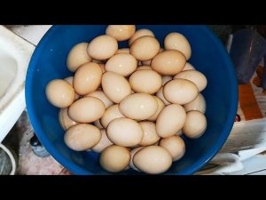 Кормлю птицу луком, утки несут жемчужные яйца