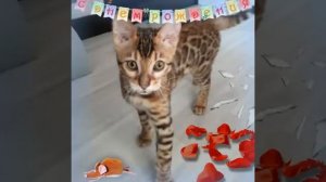Поздравление от кота на день рождения - анимация фото