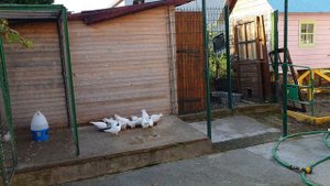 армянские бойные голуби во Франции