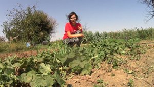 Как сажать клубнику осенью//Что вносить в почву под клубнику//how to plant strawberries in autumn