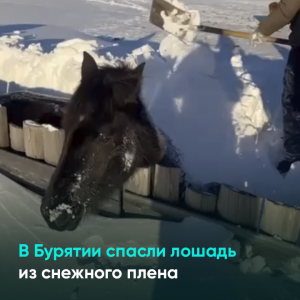 В Бурятии спасли лошадь из снежного плена