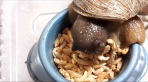 Ахатина кушает