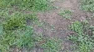 Персик в Беларуси.Самый крупный в моей колекции