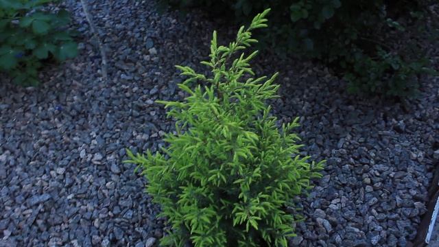 Моя коллекция хвойных растений май 2019 смотреть онлайн