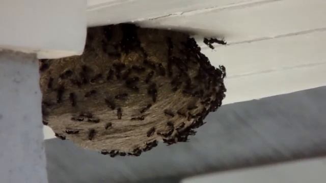 SONY H400 - SUPER ZOOM TEST - Bees - São Paulo смотреть онлайн