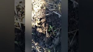 Копка картофеля сорт Метеор.01.09.2024 года
