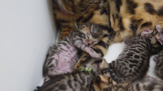 THE FIRST 30 DAYS OF NEWBORN KITTENS LIFE смотреть онлайн