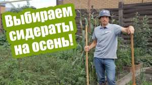 Когда сажать сидераты осенью? И какие сидераты сеять