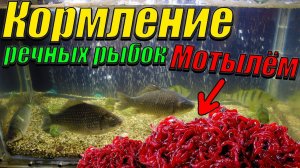 Кормление карасей, окуней и плотвы живым мотылём! [Кормление речных рыб]