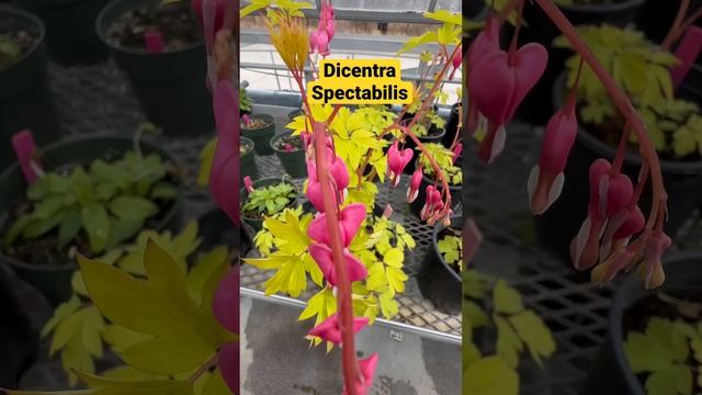 Dicentra Spectabilis | Bleeding Heart #love #valentinesday #beautiful #flowers #bloom