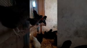 Куры Амераукан, несёт голубое яйцо.