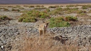 Увидели койота в Долине смерти (штат Калифорния, США) / Death Valley