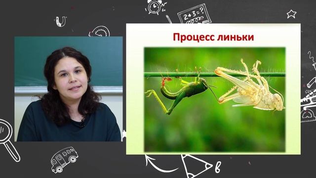 Телеуроки. Анна Кузнецова. «Класс Насекомые. Особенности строения»
