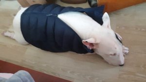 Бультерьер и кошка