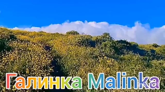 Ольга Уралочка live /Жесть /Нам закрыли рот /Обзор Влогов /Уралочка и Сафар /