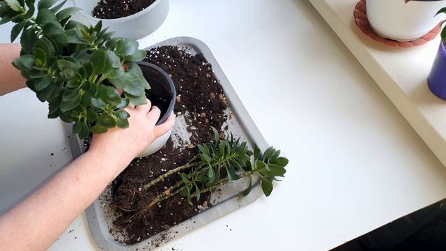 Каланхоэ не цветет? Что делать? Дарю Каланхоэ!