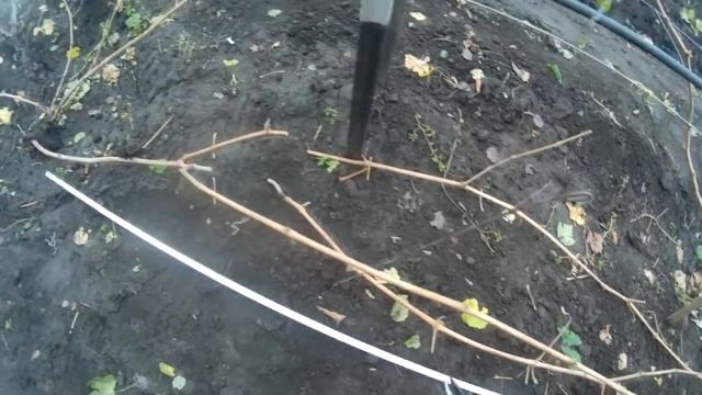 ? ОТ ТАКОЙ ОБРЕЗКИ ВИНОГРАД ПЛОДОНОСИТ ДАЖЕ ЛУЧШЕ. Как сформировать плодовое звено из пасынков. смотреть онлайн