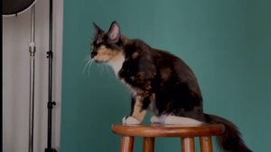 Dave Naz shoot with Clem the cat