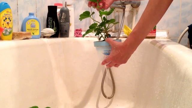 Мои пеларгонии смотреть онлайн