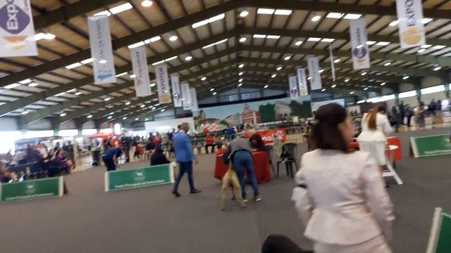 Ace of Spades Cane Corso смотреть онлайн