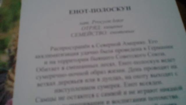 Игра по памяти! Тест: насколько ты знаешь животных? смотреть онлайн