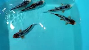 Продажа Карп Кои Израиль Шисуи 10-12 см 89186250046 Карп кои карпы кои микс, купить карпы кои оптом