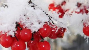 Калины ягоды