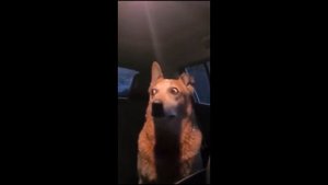 собака в шоке / the dog is in shock.mp4