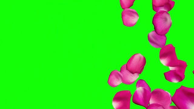 футаж ЛЕПЕСТКИ РОЗ на зеленом фоне. 7 видео на хромакее. смотреть онлайн