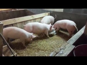 поросята ландрас в 5 месяцев