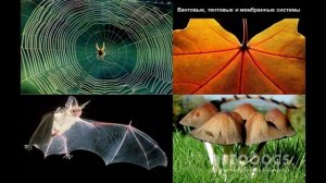 Бионика и биомоделирование в дизайне и архитектуре. Конструктивные системы живой природы