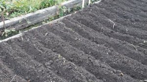 Как посадить чеснок