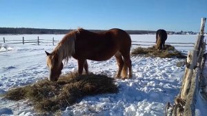 Чем кормить лошадь.