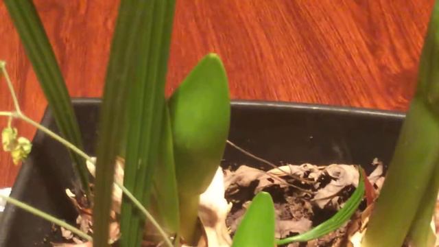 Amaryllis plant | 168th video | Feb 7th, 2021| Backyard garden смотреть онлайн