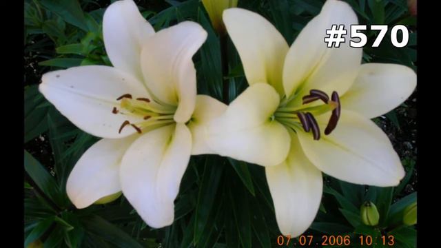 #570. Цветы и растения - самые красивые цветы смотреть онлайн