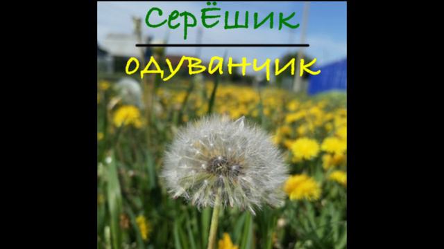 СерЁшка – Одуванчик (оригинал 2022 года) смотреть онлайн