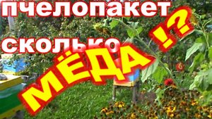 Сколько  МЁДА даёт ПЧЕЛОПАКЕТ за лето ! ?