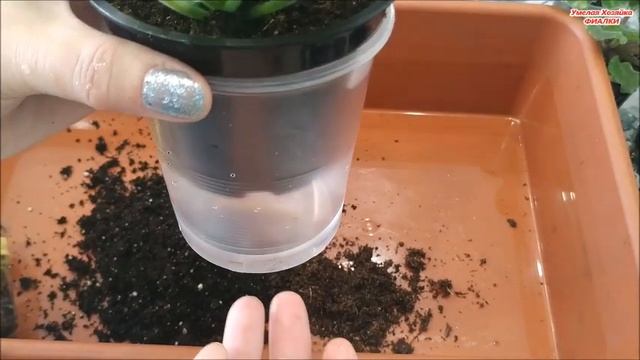 КАК перевести ? ФИАЛКУ на ФИТИЛЬНЫЙ ПОЛИВ ⁉️ Показываю очень ПОДРОБНО смотреть онлайн