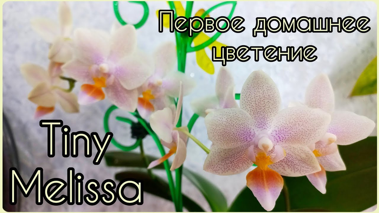 #ОРХИДЕИ ?Tiny Melissa/Тина Мелисса?Как изменилась за год? #цветениеорхидей #фаленопсис #растения